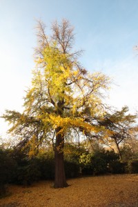 Ginkgo Biloba ©The Beljanski Foundation, Inc.