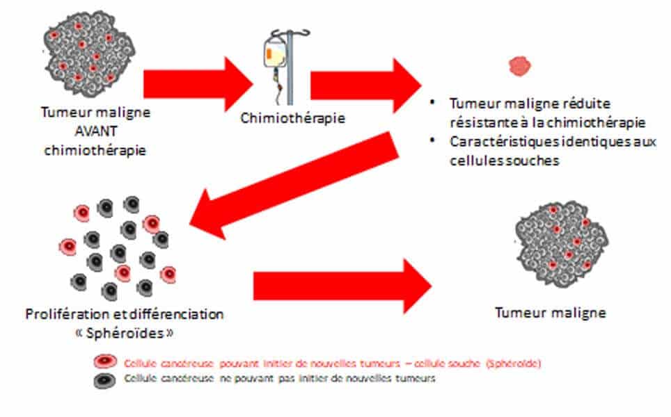 Récidive cancer et cellules souces cancéreuses