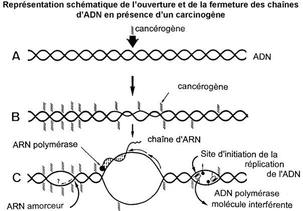 ouverture et fermeture des chaines adn